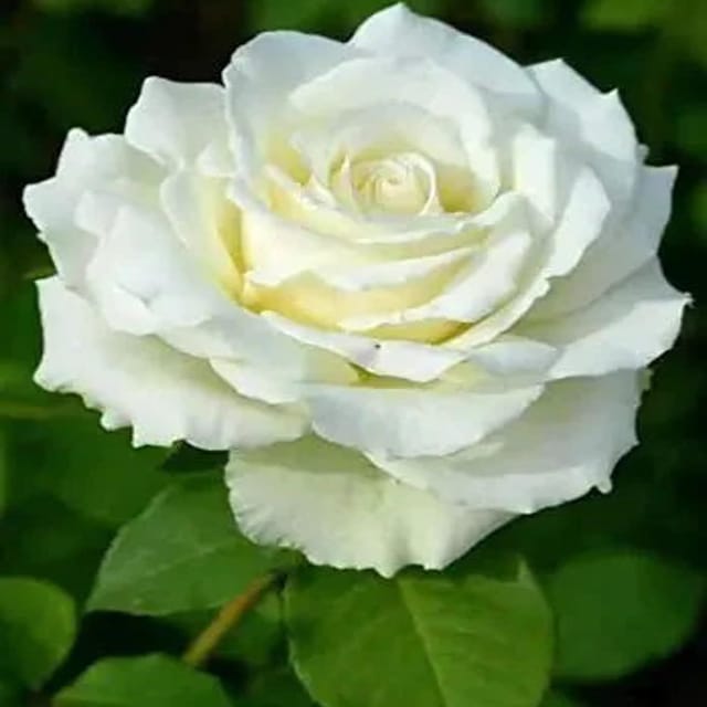 White Rose Fragrant Flower Plants & Tree(1-2 Feet Size) - Tapobon
