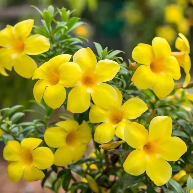 Yellow Allamanda cathartica Round the Year Flower Plants & Tree(1-2 Feet Size) - Tapobon