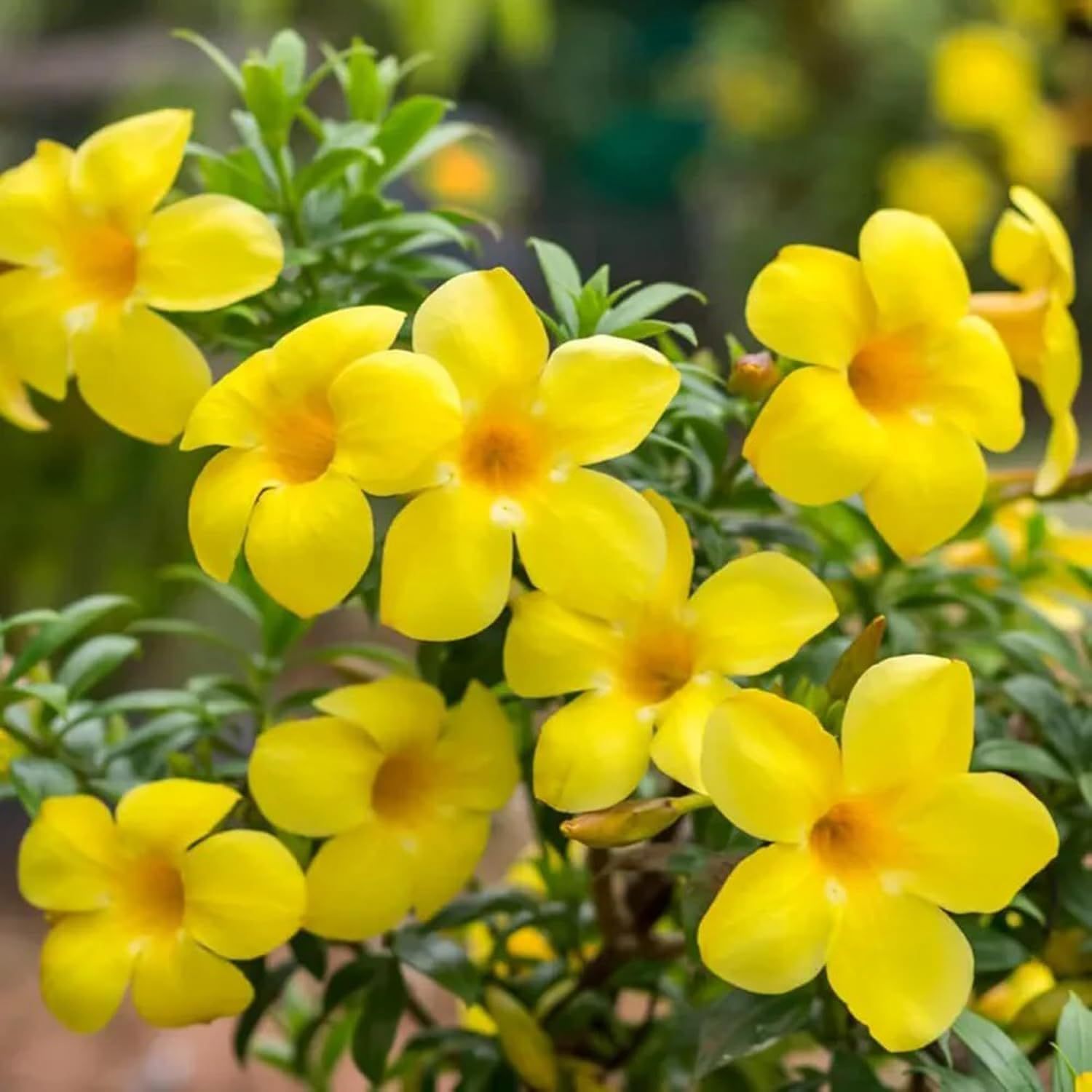 Yellow Allamanda cathartica Round the Year Flower Plants & Tree(1-2 Feet Size) - Tapobon
