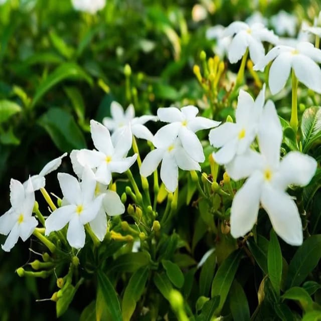Mini Tagar Chandni Crepe Jasmine Flower Shrubs Plants & Tree(1-2 Feet Size) - Tapobon