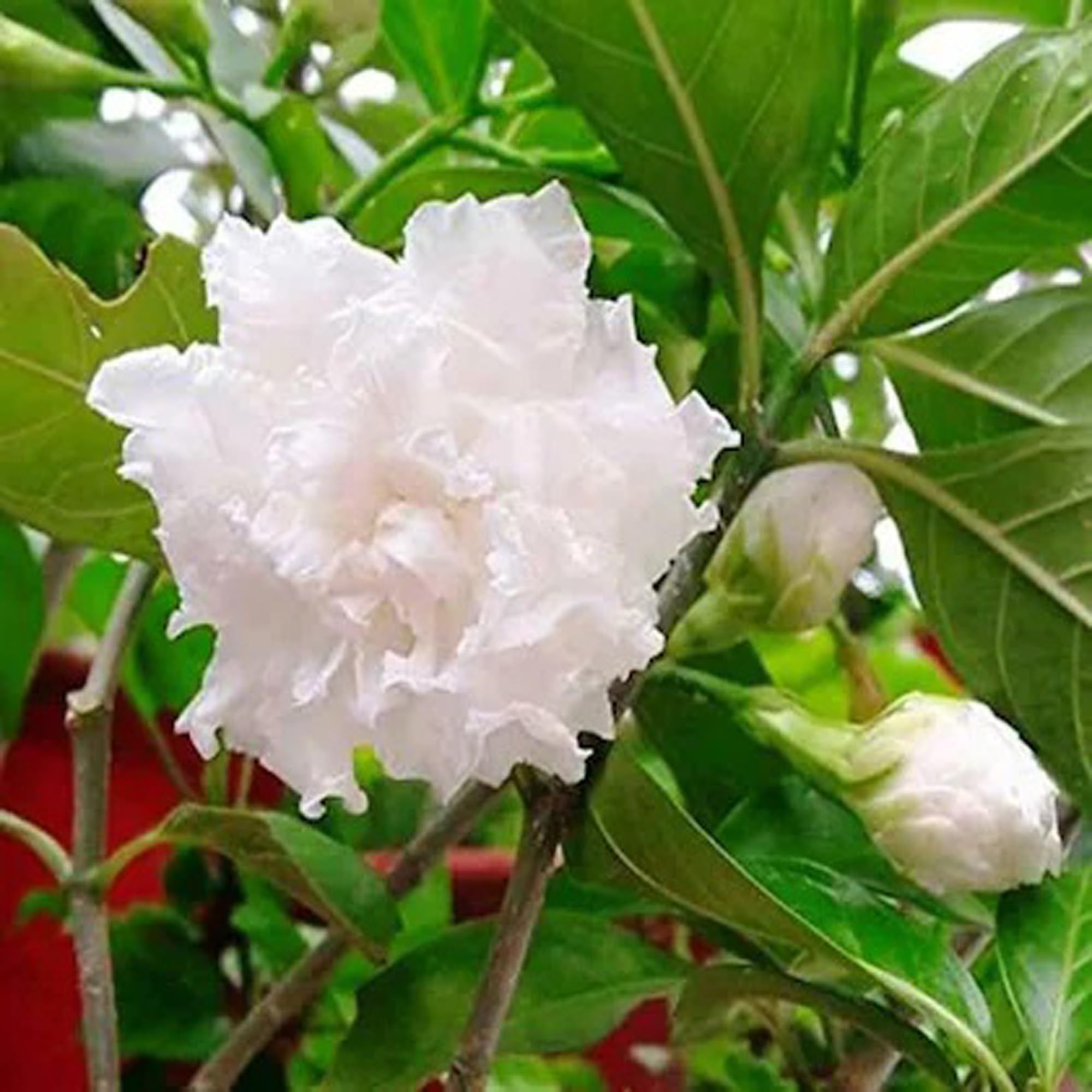 Double Petal Tagar Chandni Crepe Jasmine Flower Shrubs Plants & Tree(1-2 Feet Size) - Tapobon