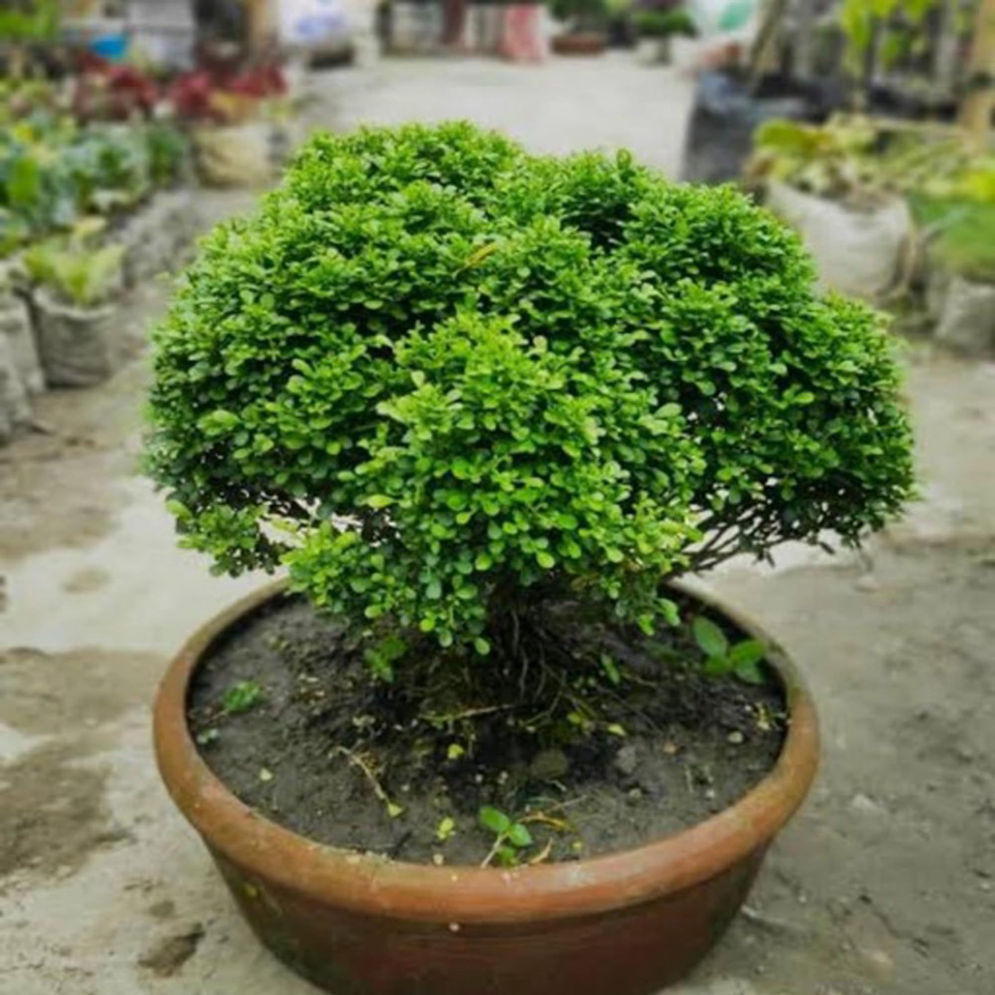 Table Kamini Satin Wood Kunti Fragrant Flower Shrubs Plants & Tree(1-2 Feet Size) - Tapobon