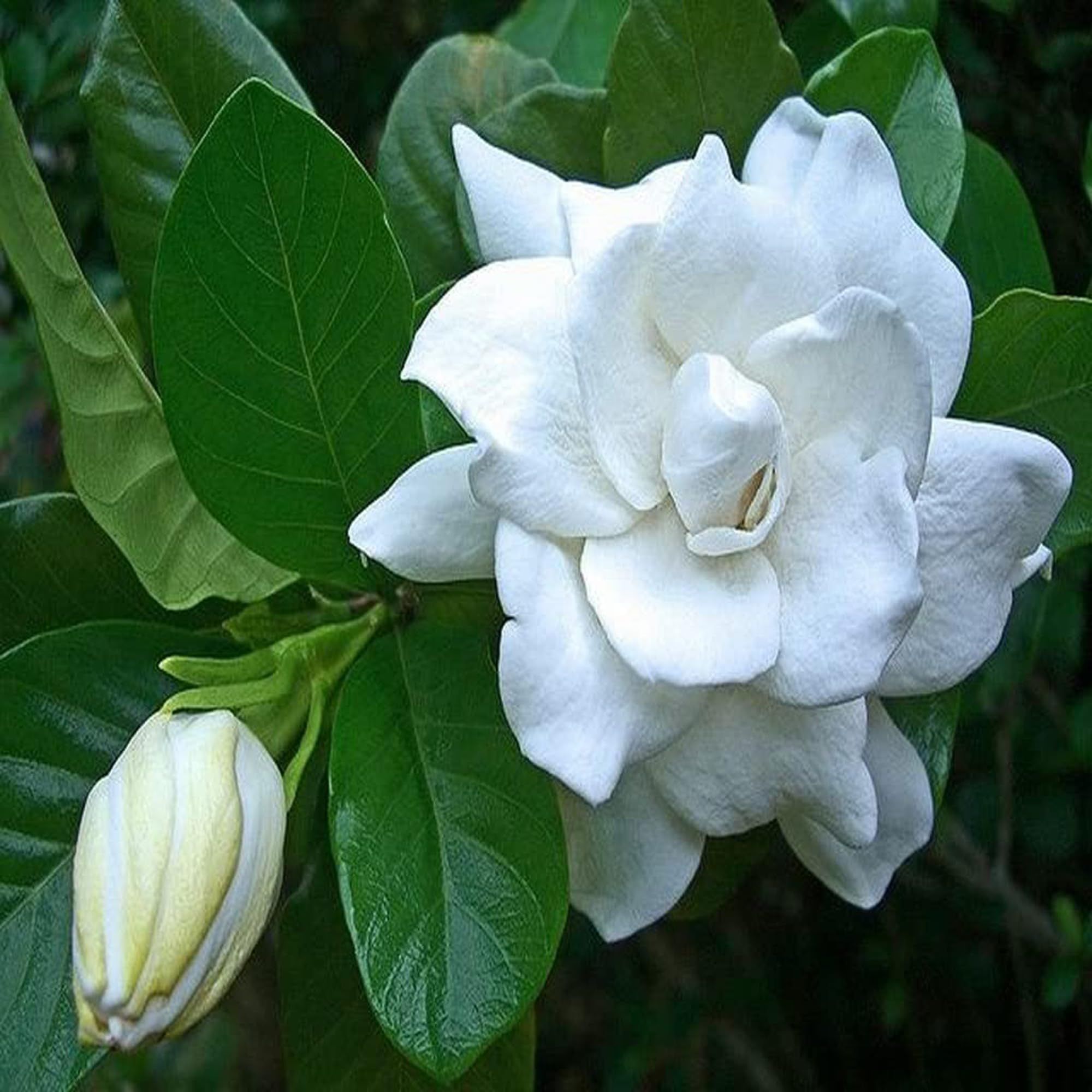 Gardenia Gandharaj Cape Jasmine Highly Fragrant Flower Shrubs Plants & Tree(1-2 Feet Size) - Tapobon