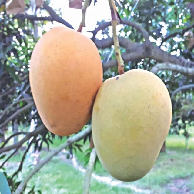 Mango Himsagar Kishan Bhog Khirsapat Variety Grafted Aam Fruit Plants & Tree(1.5-3 Feet Size) - Tapobon