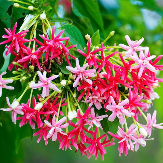 Rangoon Creeper Madhavi Lata Madhumalti Flower Climbers Plants & Tree(1-2 Feet Size) - Tapobon