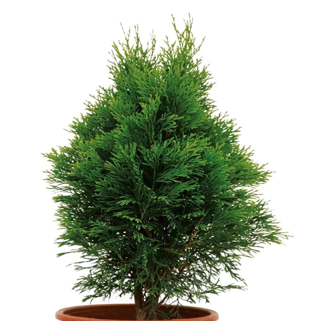 Thuja Orientalis Morpankhi Jhau Ornamental Plants & Tree(1.5-3 Feet Size) - Tapobon