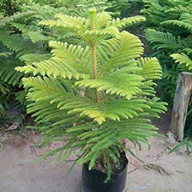 Christmas Tree Araucaria Heterophylla Jhau Ornamental Plants & Tree(1.5-3 Feet Size) - Tapobon