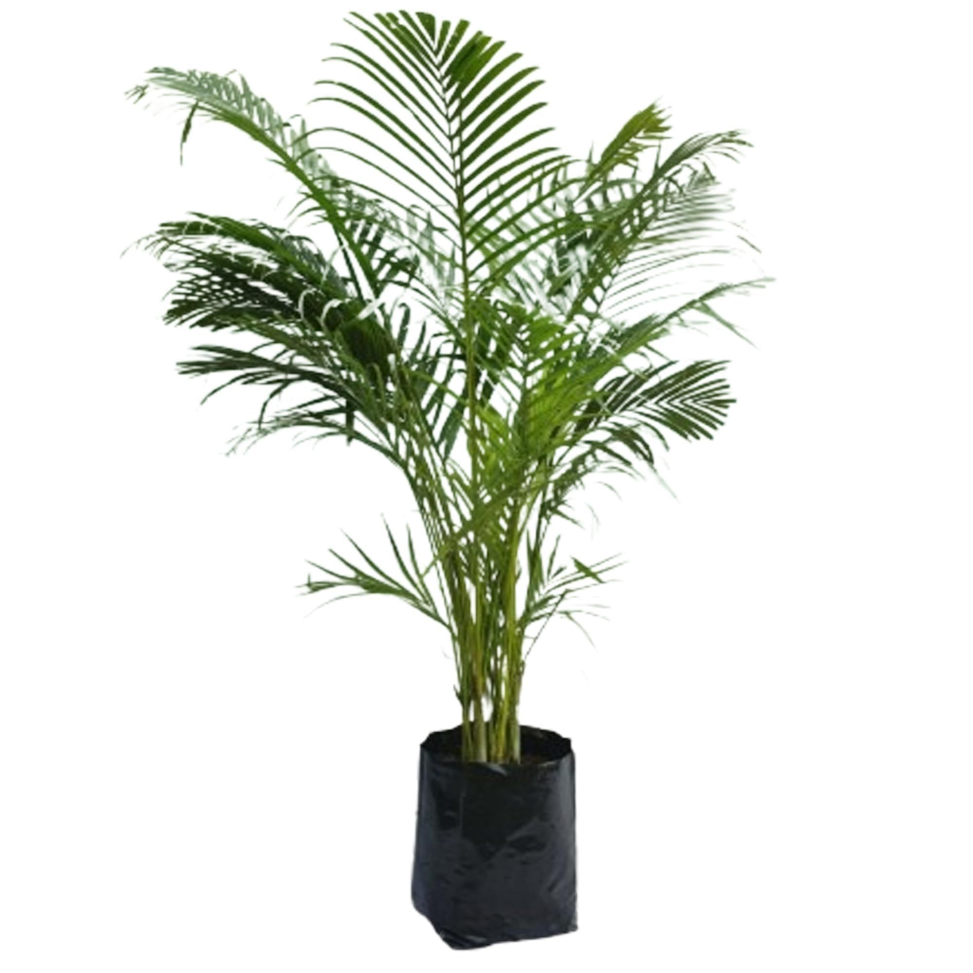Areca Palm Air Purifier Ornamental Plants & Tree(1.5-3 Feet Size) - Tapobon