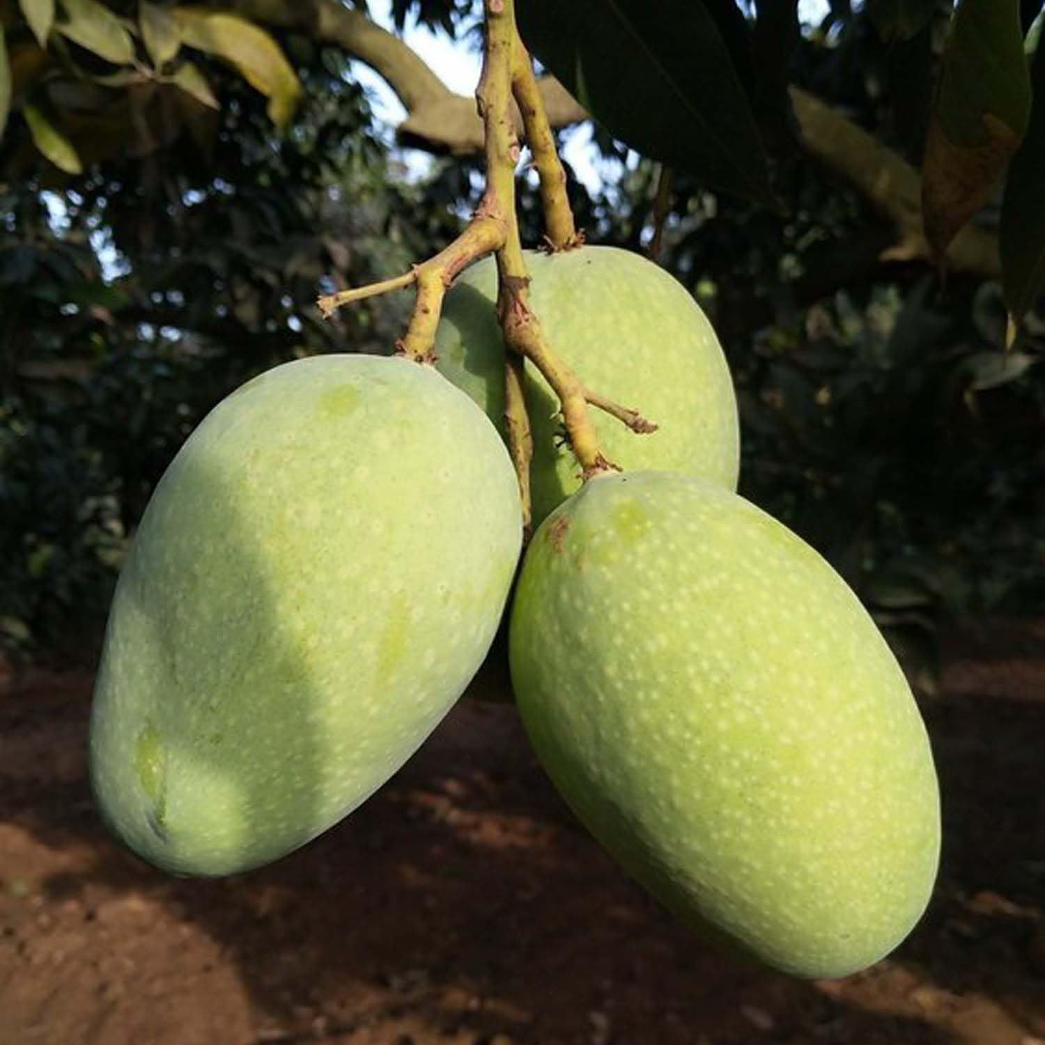 Mango Langra King Of Mango Variety Grafted Aam Fruit Plants & Tree(1.5-3 Feet Size) - Tapobon