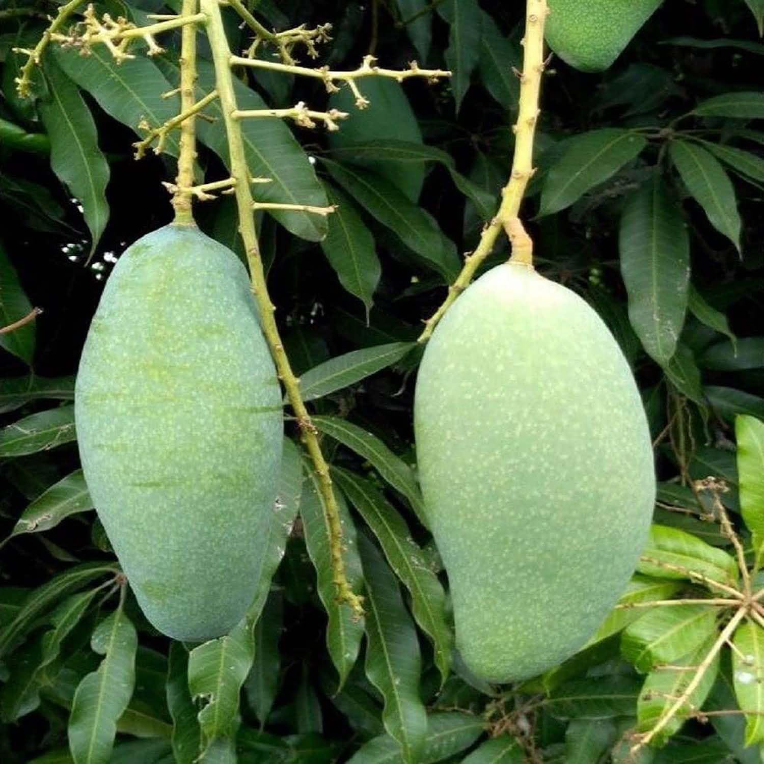 Mango Sweet Kaccha Mitha Variety Grafted Aam Fruit Plants & Tree(1.5-3 Feet Size) - Tapobon