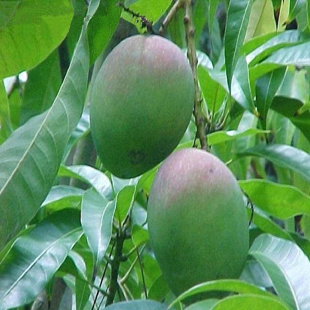 Mango Bombay Green Shehroli Variety Grafted Aam Fruit Plants & Tree(1.5-3 Feet Size) - Tapobon