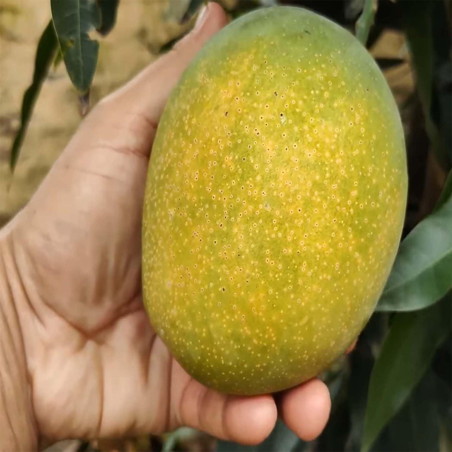 Mango Pusa Surya Variety Grafted Aam Fruit Plants & Tree(1.5-3 Feet Size) - Tapobon