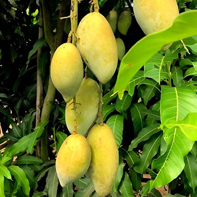 Mango Honey Sweet Chaunsa Variety Grafted Aam Fruit Plants & Tree(1.5-3 Feet Size) - Tapobon
