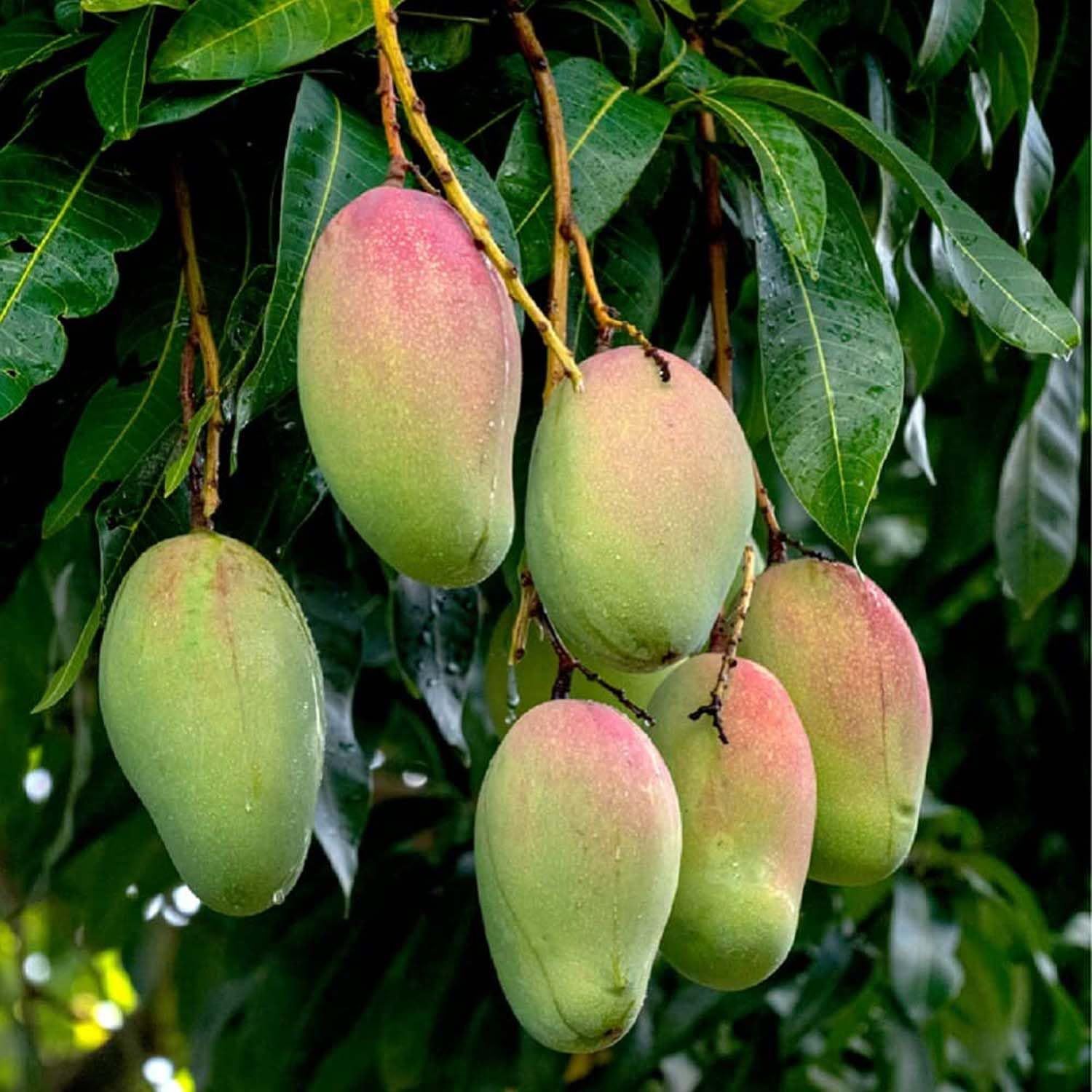 Mango Red Rose Gulab Khas Madrazi Golapkhas Variety Grafted Aam Fruit Plants & Tree(1.5-3 Feet Size) - Tapobon