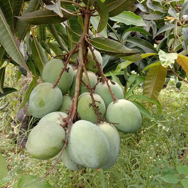 Mango Malgova Mulgoba Variety Grafted Aam Fruit Plants & Tree(1.5-3 Feet Size) - Tapobon