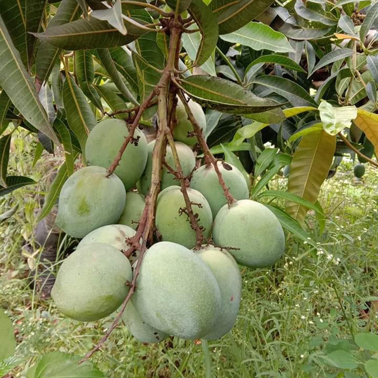 Mango Malgova Mulgoba Variety Grafted Aam Fruit Plants & Tree(1.5-3 Feet Size) - Tapobon