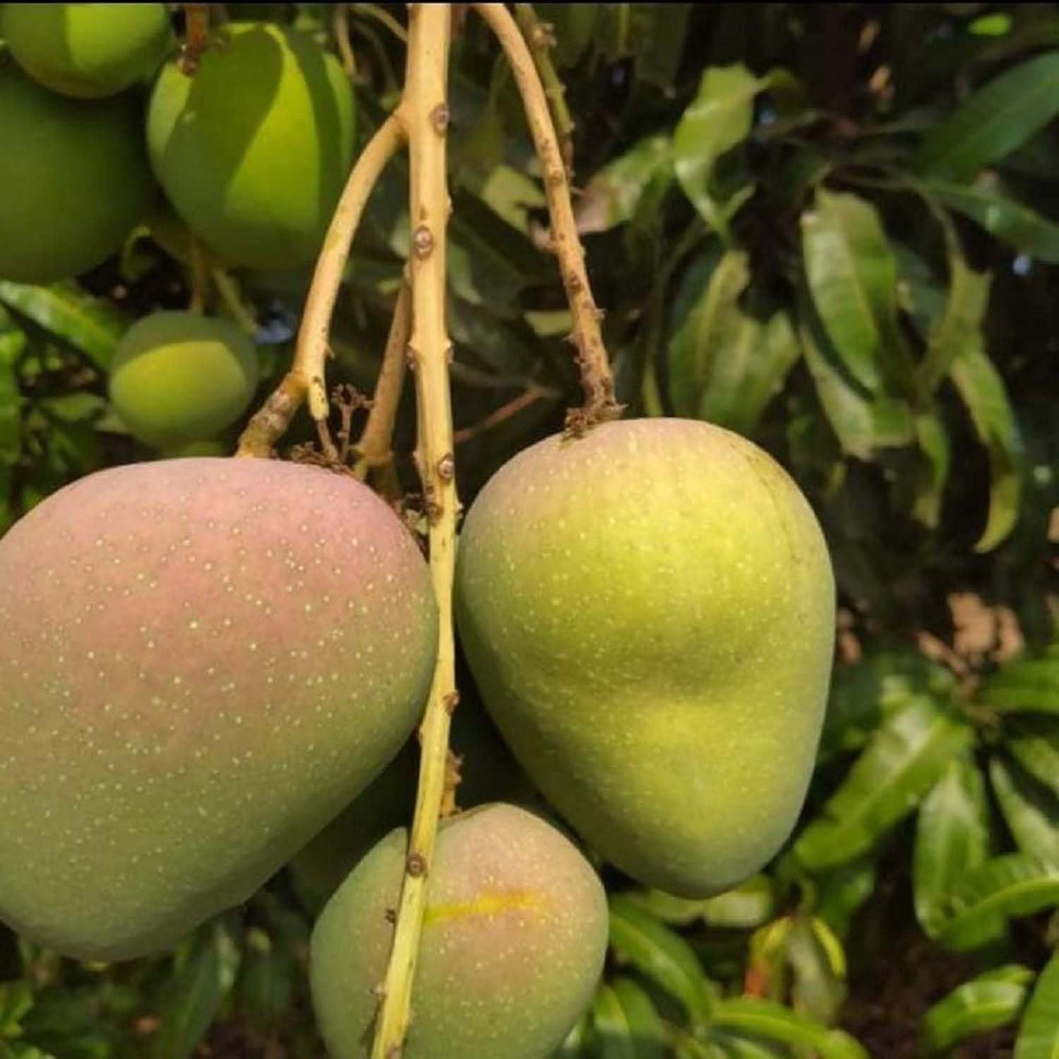Mango Badami Badam Variety Grafted Aam Fruit Plants & Tree(1.5-3 Feet Size) - Tapobon