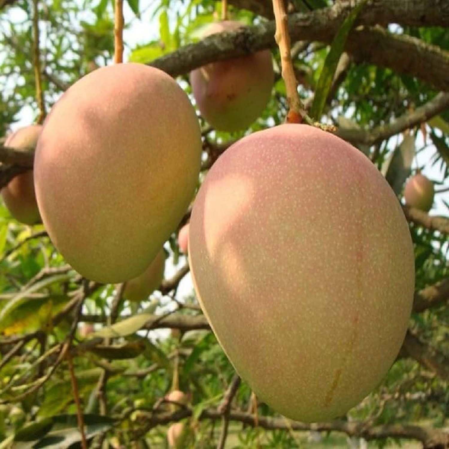 Mango Goa Mankurad Variety Grafted Aam Fruit Plants & Tree(1.5-2 Feet Size) - Tapobon