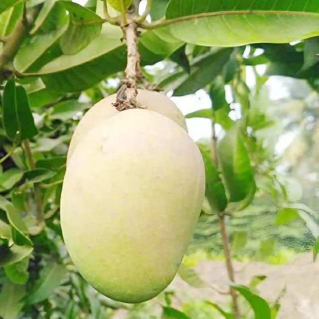 Mango Babul Dufala White All time Variety Grafted Aam Fruit Plants & Tree(1.5-3 Feet Size) - Tapobon