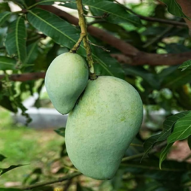 Mango Vastra All time Variety Grafted Aam Fruit Plants & Tree(1.5-3 Feet Size) - Tapobon