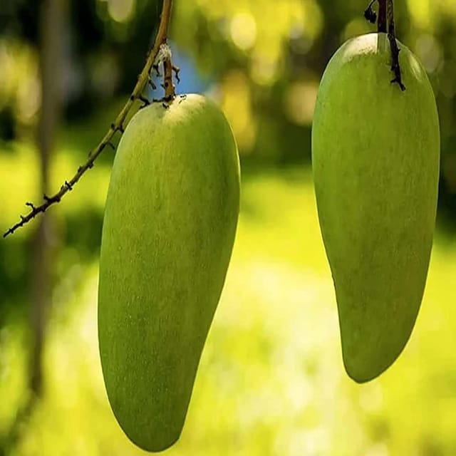 Mango Nurjahan Noor Jahan Variety Grafted Aam Fruit Plants & Tree(1.5-3 Feet Size) - Tapobon