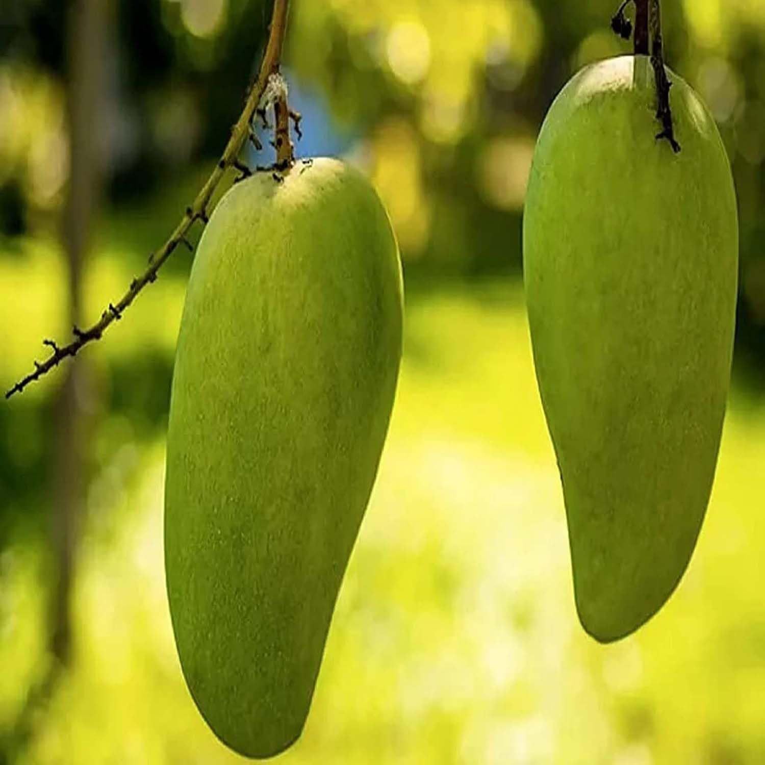 Mango Nurjahan Noor Jahan Variety Grafted Aam Fruit Plants & Tree(1.5-3 Feet Size) - Tapobon