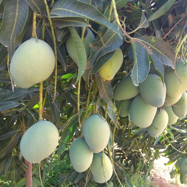 Mango Chinna Rasam Rasalu Variety Grafted Aam Fruit Plants & Tree(1.5-3 Feet Size) - Tapobon