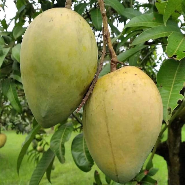 Mango Bangladesh Haribhanga Variety Grafted Aam Fruit Plants & Tree(1.5-3 Feet Size) - Tapobon