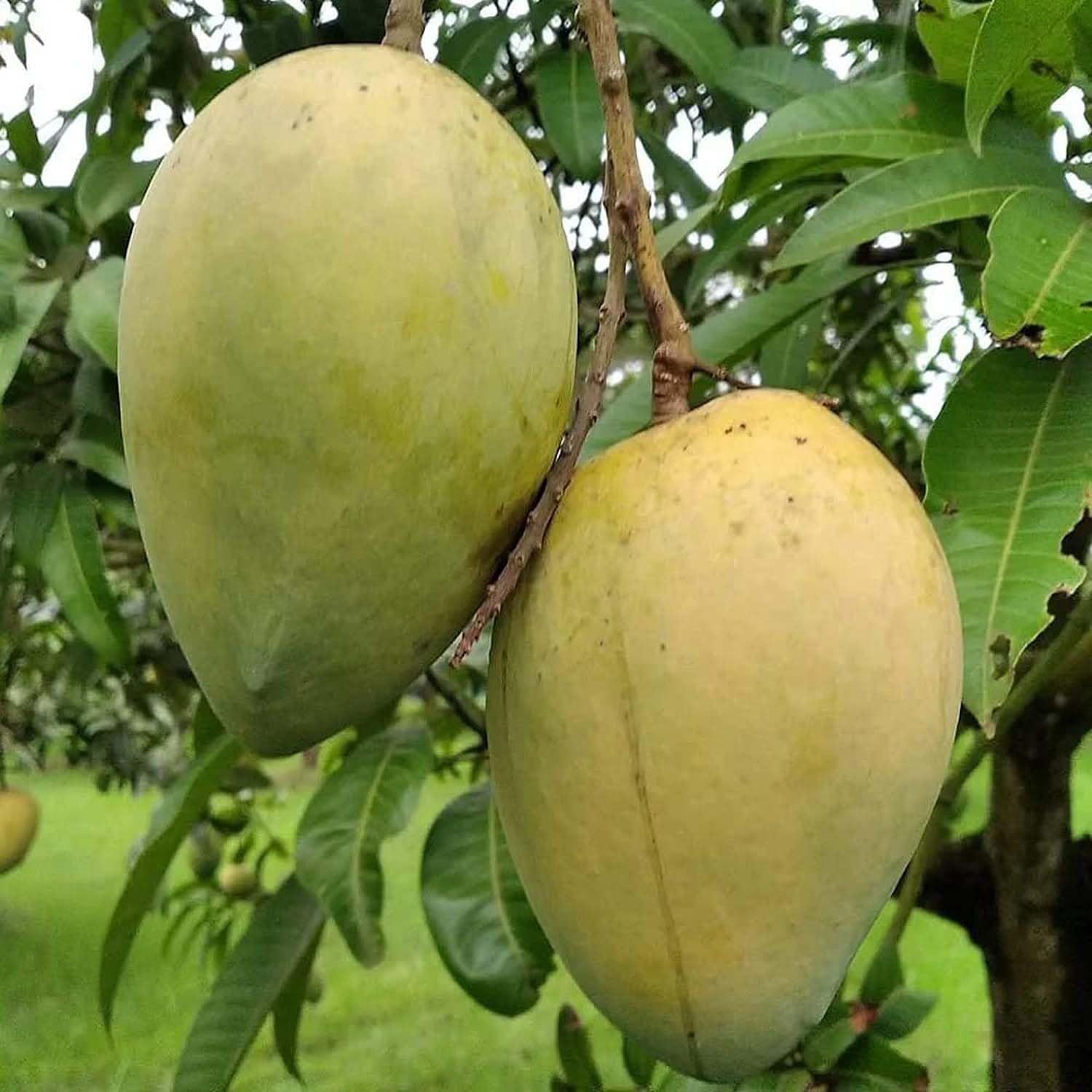 Mango Bangladesh Haribhanga Variety Grafted Aam Fruit Plants & Tree(1.5-3 Feet Size) - Tapobon