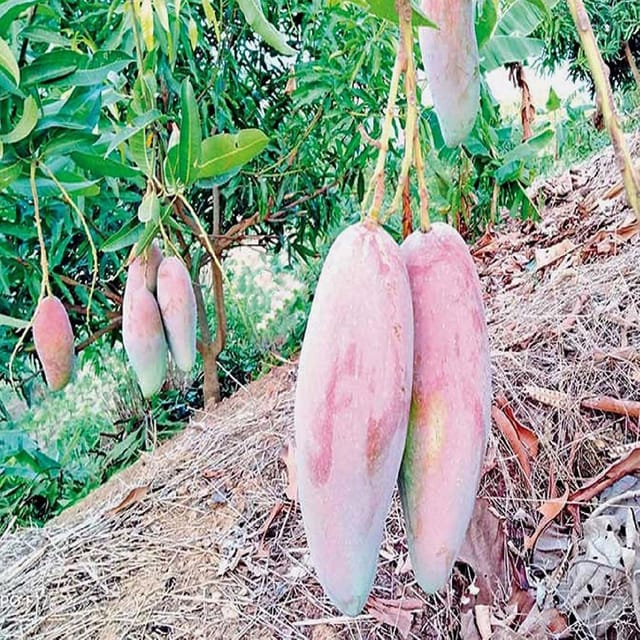 Mango Thai Chiang Mai Mahachanok Variety Grafted Aam Fruit Plants & Tree(1.5-3 Feet Size) - Tapobon