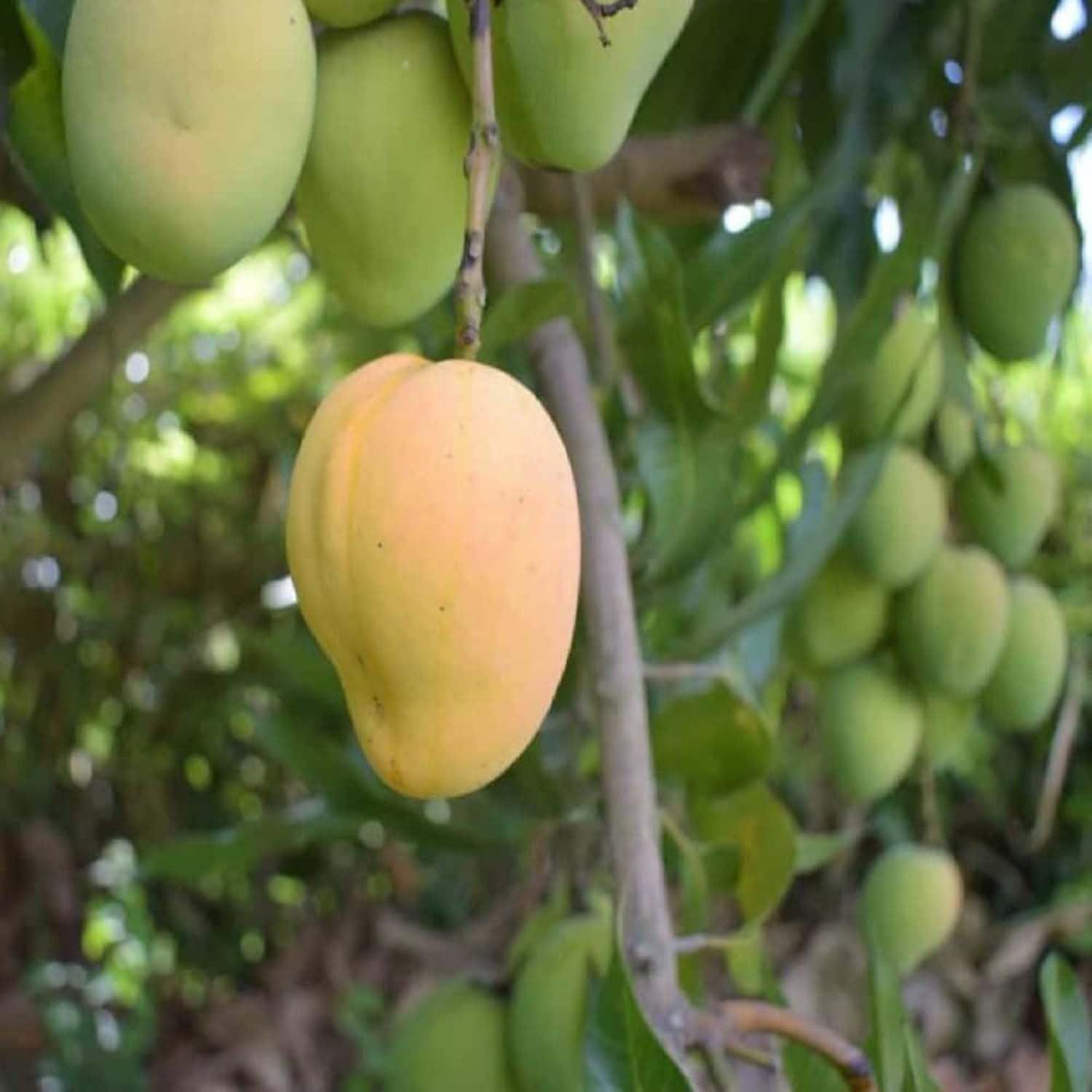 Mango Kohitur Variety Grafted Aam Fruit Plants & Tree(1.5-3 Feet Size) - Tapobon