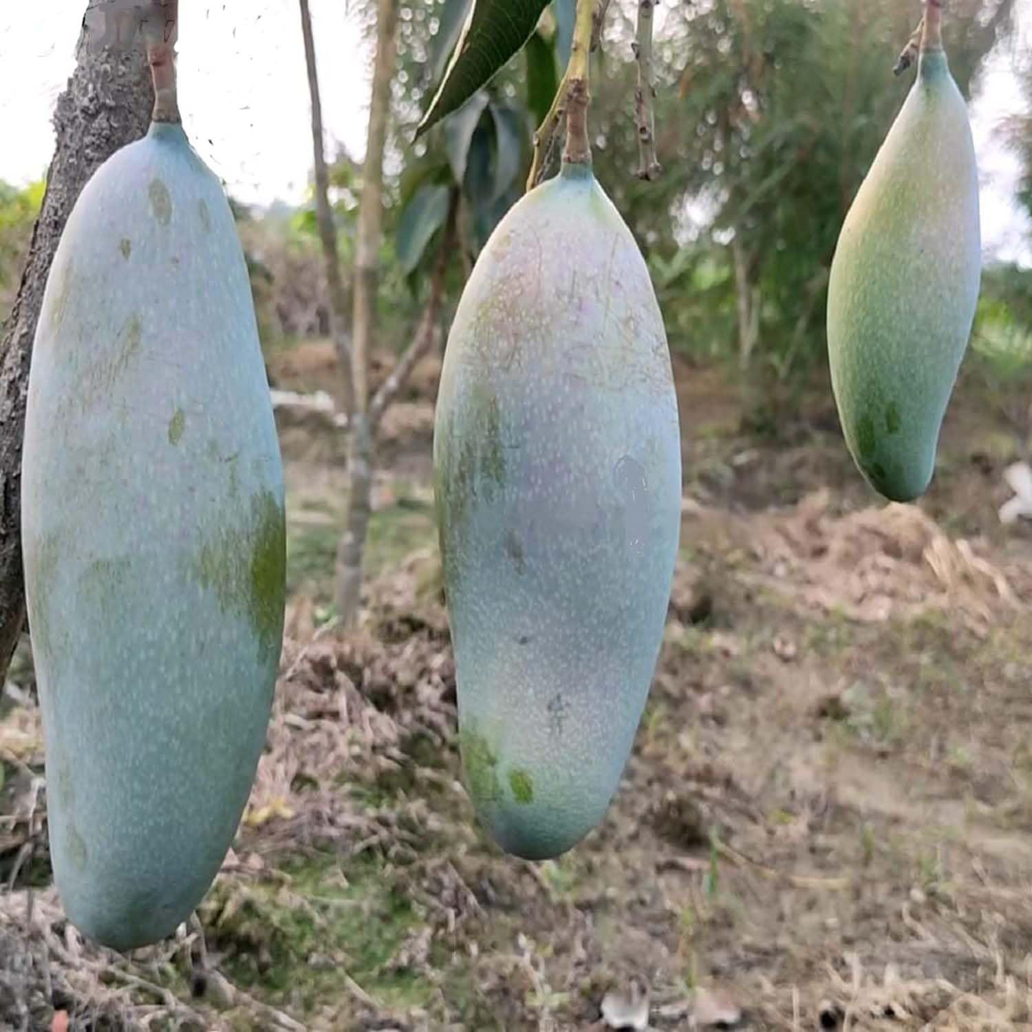 Mango 3 Taste Three Taste Variety Grafted Aam Fruit Plants & Tree(1.5-3 Feet Size) - Tapobon