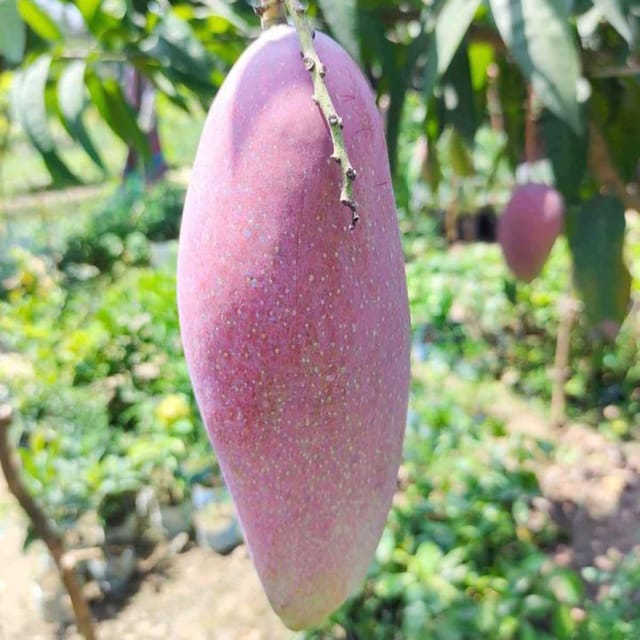 Mango Red Ivory Variety Grafted Aam Fruit Plants & Tree(1.5-3 Feet Size) - Tapobon