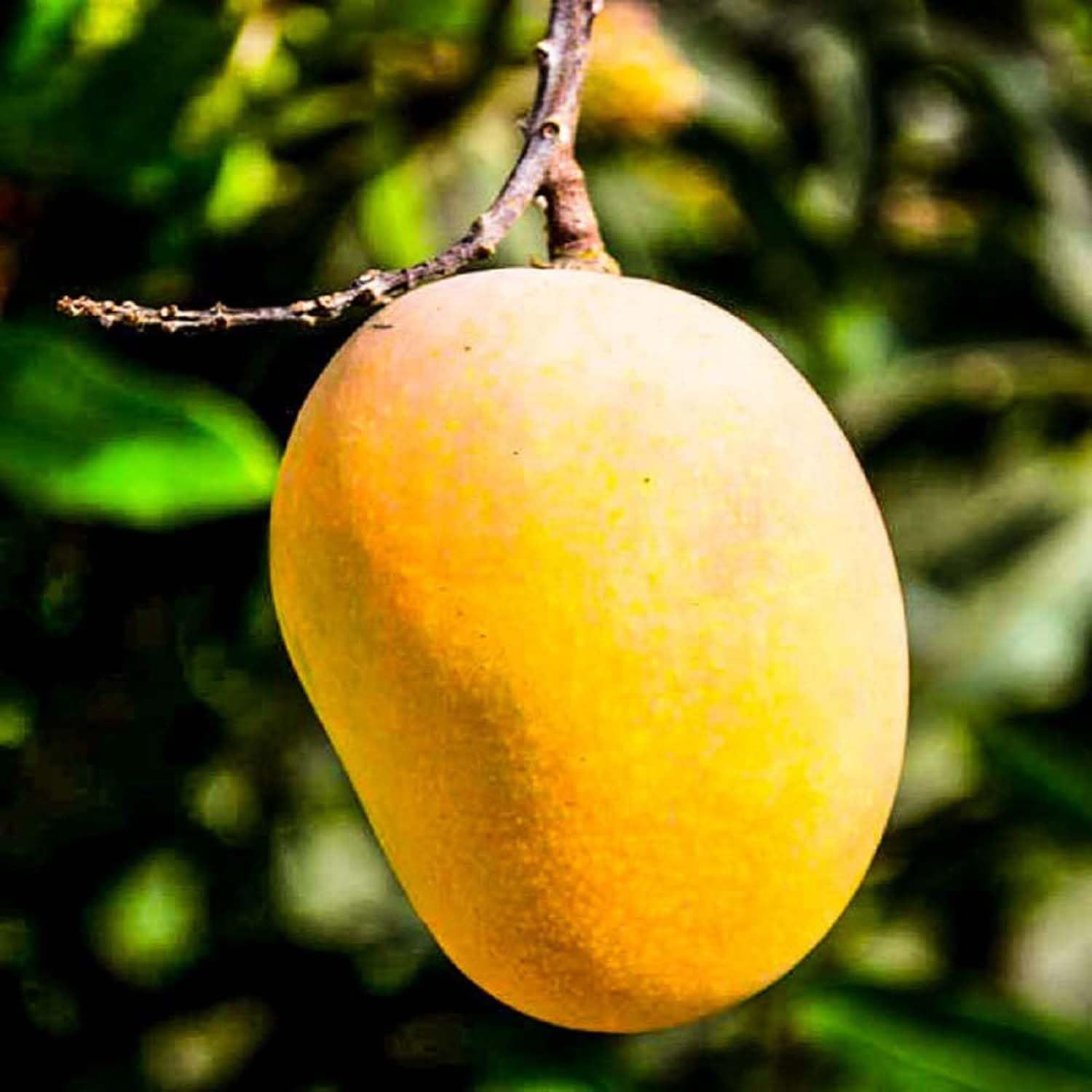 Mango Anwar Ratol Rataul Variety Grafted Aam Fruit Plants & Tree(1.5-3 Feet Size) - Tapobon
