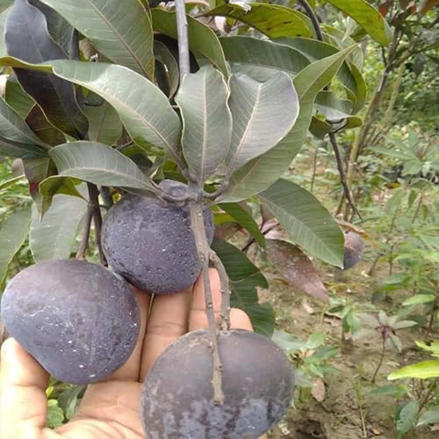Mango Black Stone Variety Grafted Aam Fruit Plants & Tree(1.5-3 Feet Size) - Tapobon