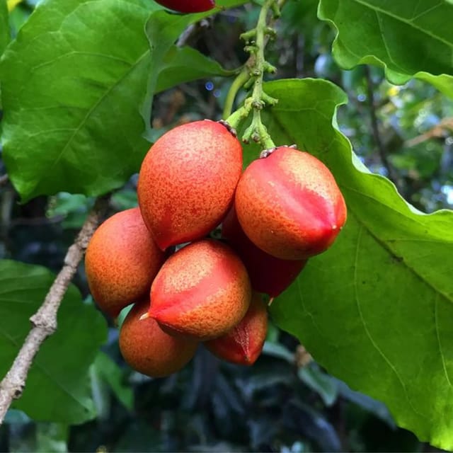 Peanut Butter Fruit Plants & Tree(1.5-3 Feet Size) - Tapobon