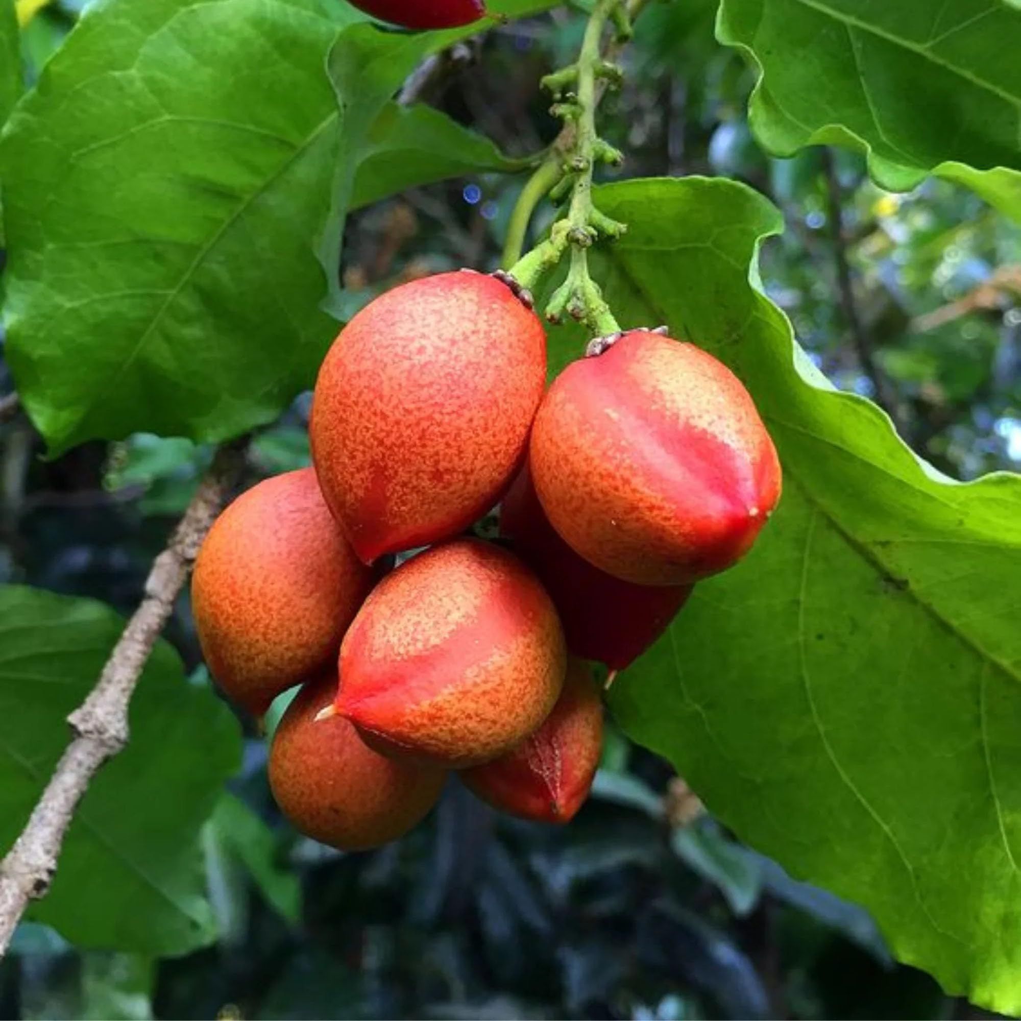 Peanut Butter Fruit Plants & Tree(1.5-3 Feet Size) - Tapobon