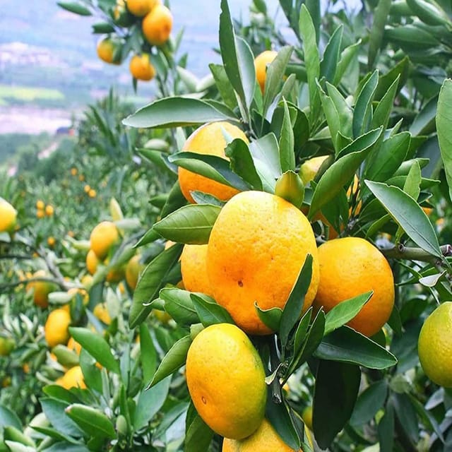 Darjeeling Orange Variety Grafted Santra Fruit Plants & Tree(1-2 Feet Size) - Tapobon
