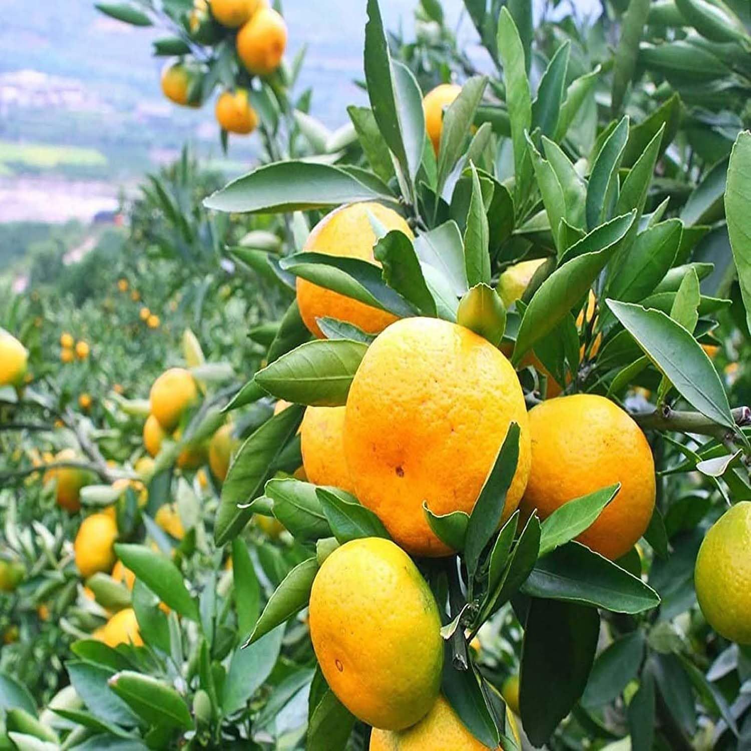 Darjeeling Orange Variety Grafted Santra Fruit Plants & Tree(1-2 Feet Size) - Tapobon