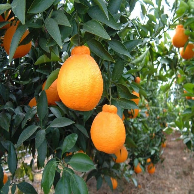 Dekopon Orange Variety Grafted Santra Fruit Plants & Tree(1-2 Feet Size) - Tapobon
