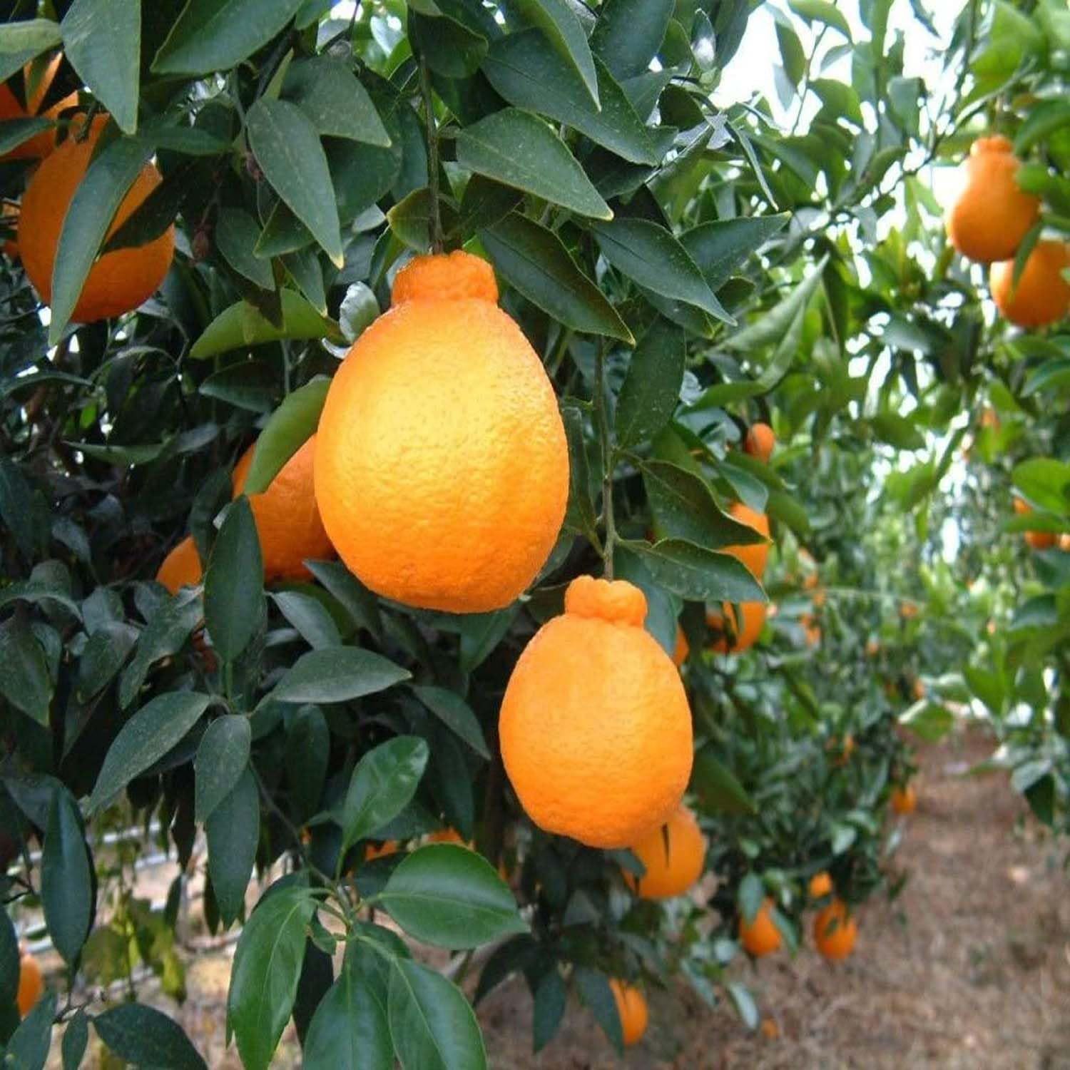 Dekopon Orange Variety Grafted Santra Fruit Plants & Tree(1-2 Feet Size) - Tapobon