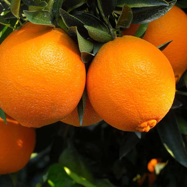Cara Cara Navel Orange Variety Grafted Santra Fruit Plants & Tree(1-2 Feet Size) - Tapobon