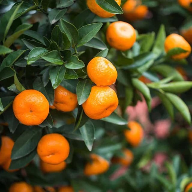 China Orange Variety Grafted Santra Fruit Plants & Tree(1-2 Feet Size) - Tapobon