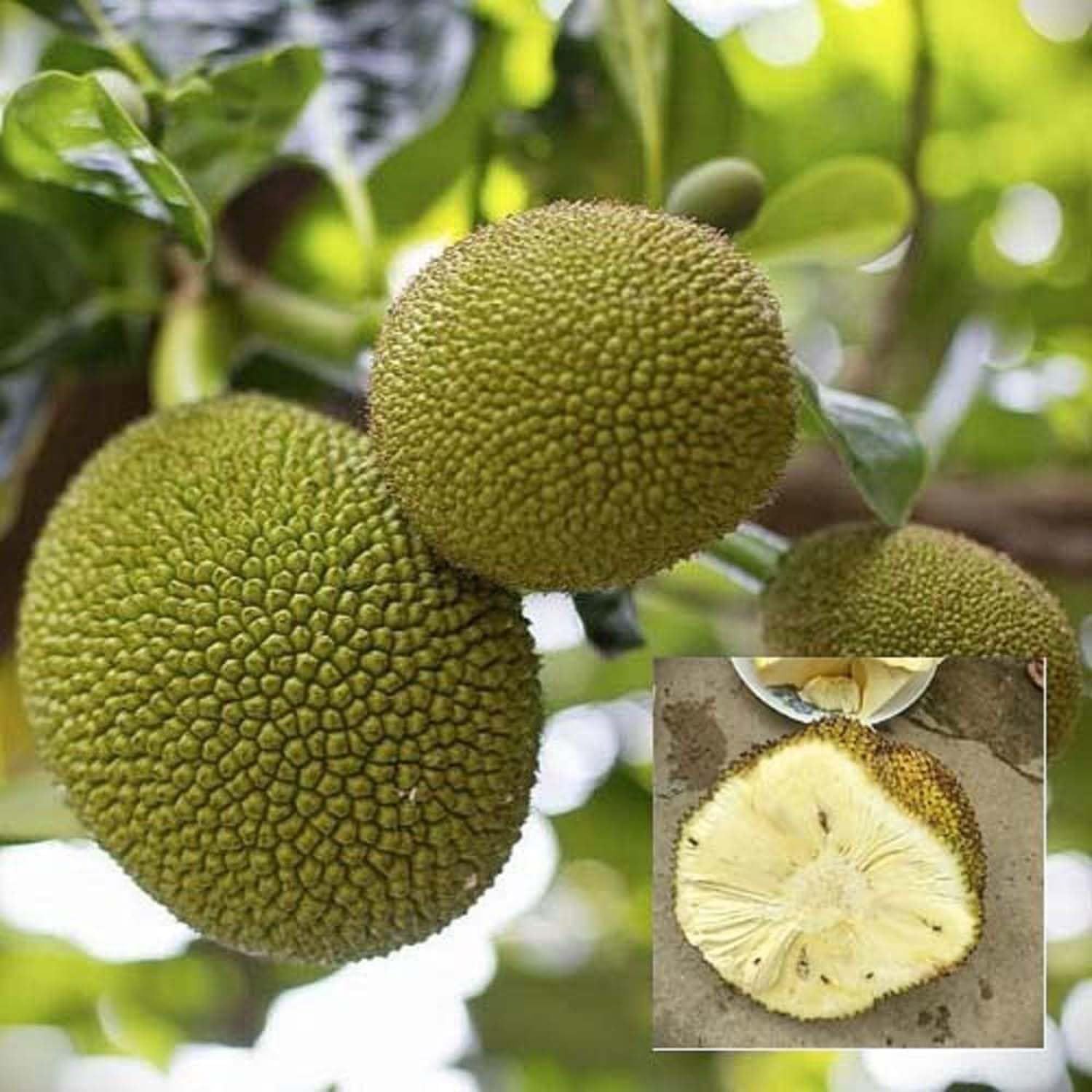 Jackfruit Seedless Gumless Varikka Katahal Panasa Chakka variety Grafted Fruit Plants & Tree(1.5-3 Feet Size) - Tapobon