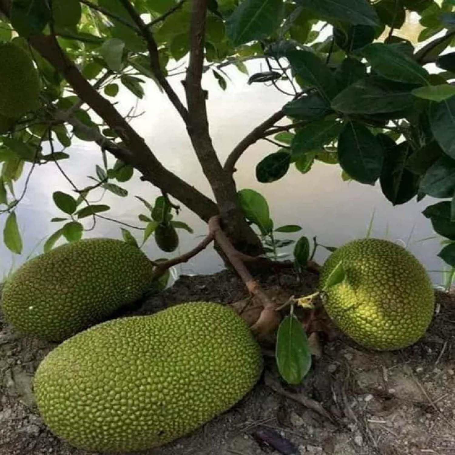 Jackfruit Giant Big Size Varikka Katahal Panasa Chakka variety Grafted Fruit Plants & Tree(1.5-3 Feet Size) - Tapobon