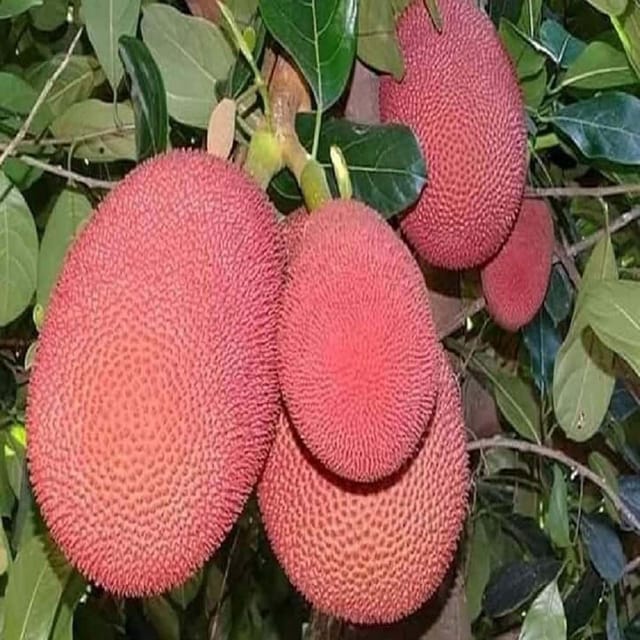 Jackfruit Thai Pink All Season Varikka Katahal Panasa Chakka variety Grafted Fruit Plants & Tree(1.5-3 Feet Size) - Tapobon
