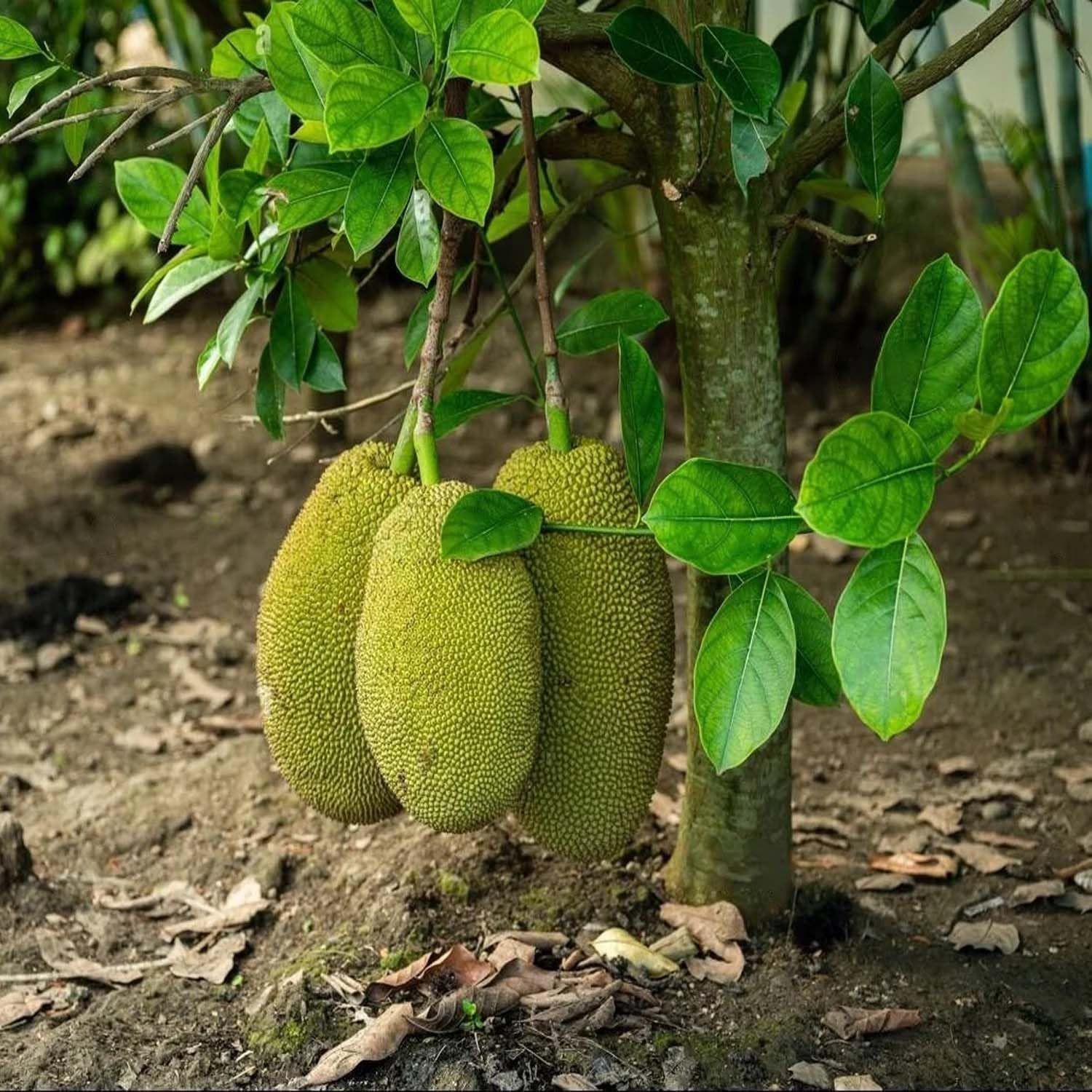 Jackfruit Vietnam Super Early 1 Year Fruiting Varikka Katahal Panasa Chakka variety Grafted Fruit Plants & Tree(1.5-3 Feet Size) - Tapobon