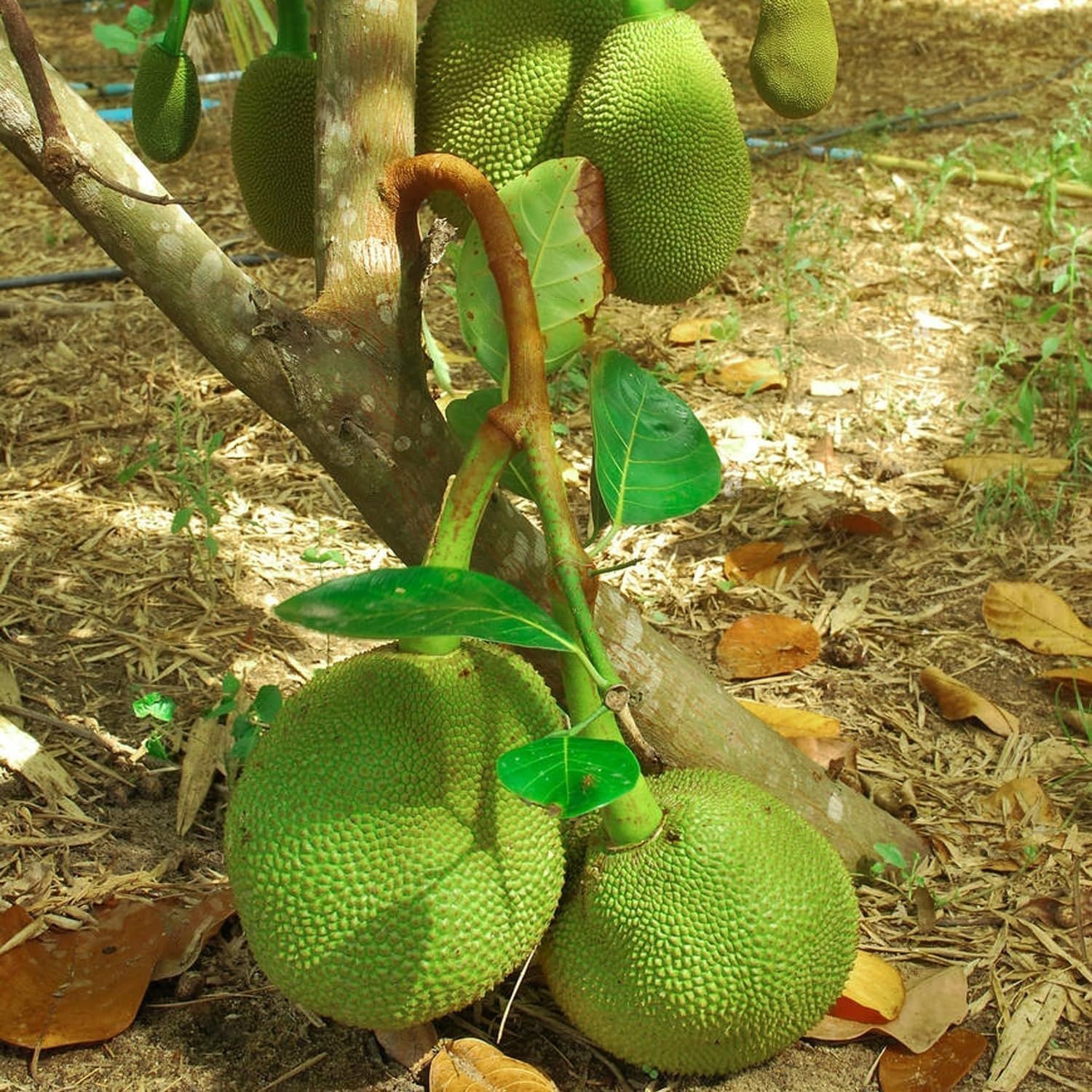 Jackfruit Thai All Season Varikka Katahal Panasa Chakka variety Grafted Fruit Plants & Tree(1.5-3 Feet Size) - Tapobon