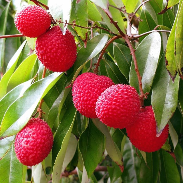 Litchi Bombai Variety Lychee Fruit (Air Layering/Grafted) Plants & Tree(1-2 Feet Size) - Tapobon