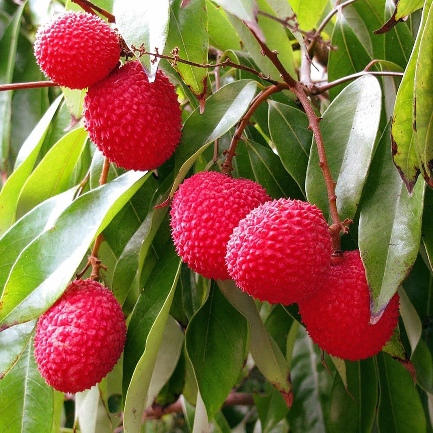 Litchi Bombai Variety Lychee Fruit (Air Layering/Grafted) Plants & Tree(1-2 Feet Size) - Tapobon